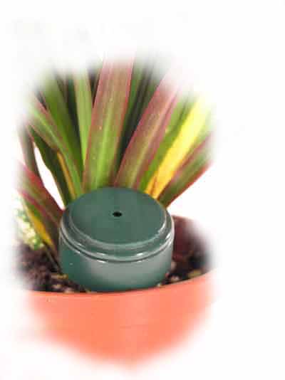 Plant Saver in House Plant