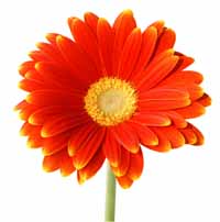 Red Flower